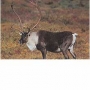 2D lőlap Caribou